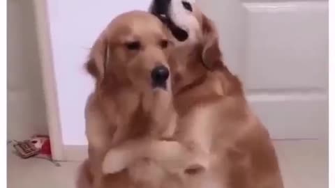 Dogs show love in beautiful ways