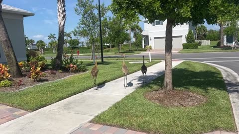 Herding Sandhill Cranes