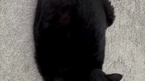 Cute Precious Piper Changes From a Croissant to a Loaf - My Adopted Shelter Cat Vlog #shorts