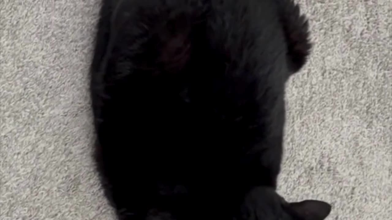 Cute Precious Piper Changes From a Croissant to a Loaf - My Adopted Shelter Cat Vlog #shorts