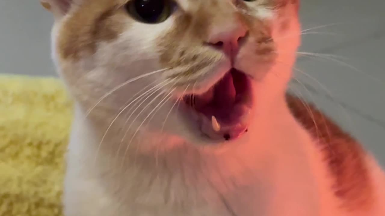 ⚠️The kitten's anger value has reached 100%