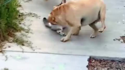Cat vs Dog😂