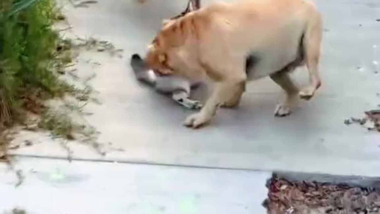 Cat vs Dog😂