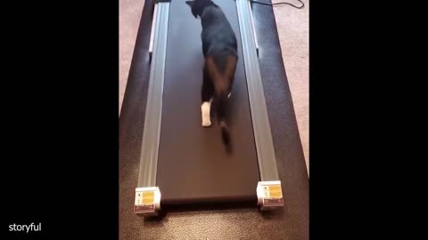 Silliest Cats on Earth 😂 Funny Cats Videos