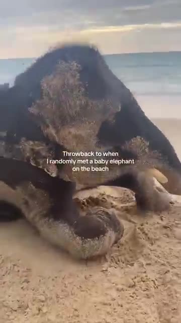 Baby Elephant Surprise at the Beach! 🐘🌊