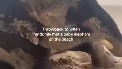 Baby Elephant Surprise at the Beach! 🐘🌊
