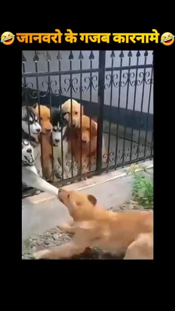 “This Dog's Reaction Is All of Us in 2025 😂” “New Year, Same Silly Dog 😂 2025 Edition”