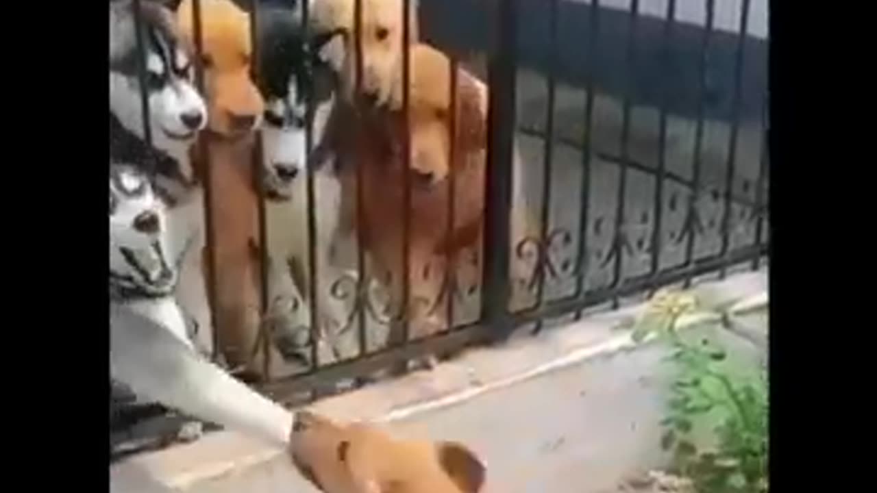 “This Dog's Reaction Is All of Us in 2025 😂” “New Year, Same Silly Dog 😂 2025 Edition”