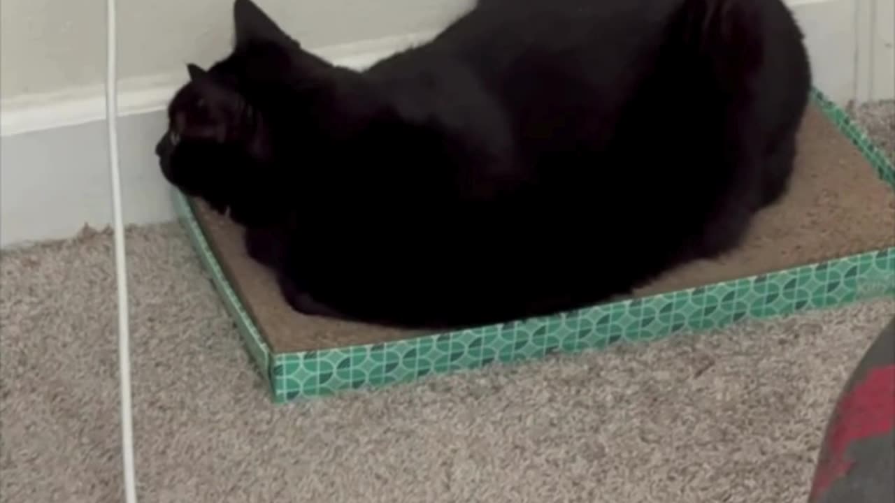 Cute Precious Piper is Enjoying Sitting on Her Tuffet - Adopting a Cat from a Shelter Vlog #shorts