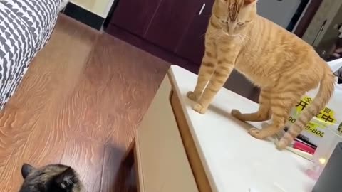 Two cats causing laughs 😂🐱