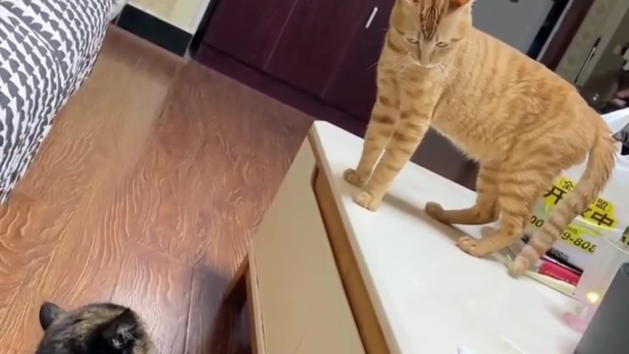Two cats causing laughs 😂🐱