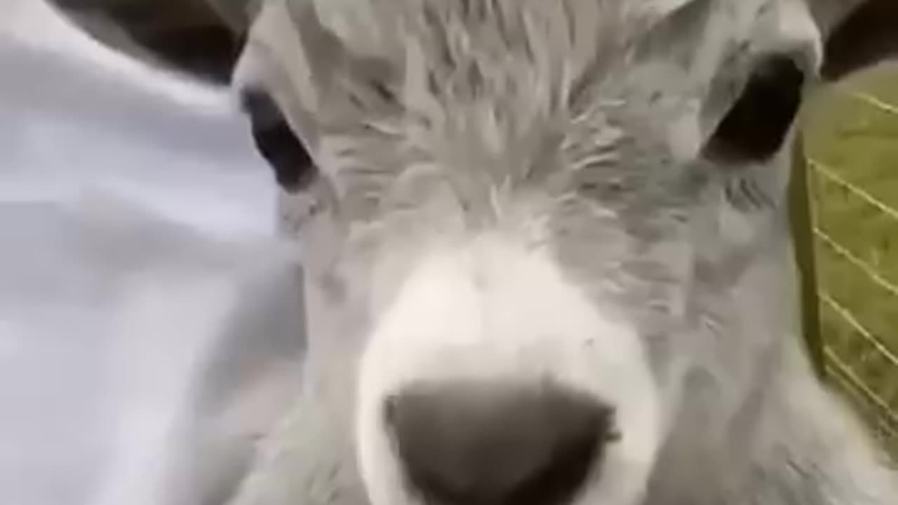 funny animals video 2025