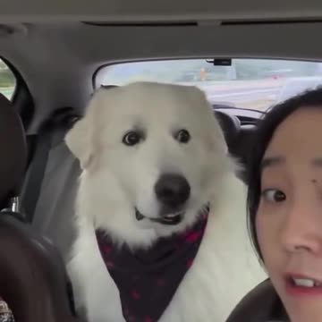 Dogs Expression