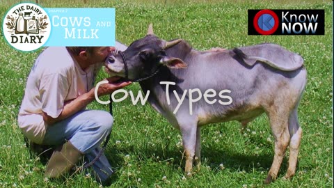 The Dairy Diary - Chapter 2: Cows and Milk Production