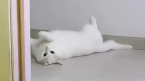 😂💤 This Adorable Request Will Melt Your Heart! | FunFM