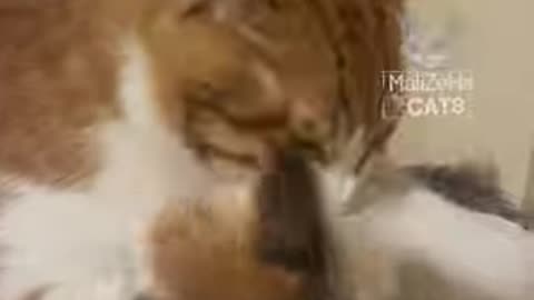 Funny Cat Grooming Battle – Kitten Refuses to Be Cleaned! 😹