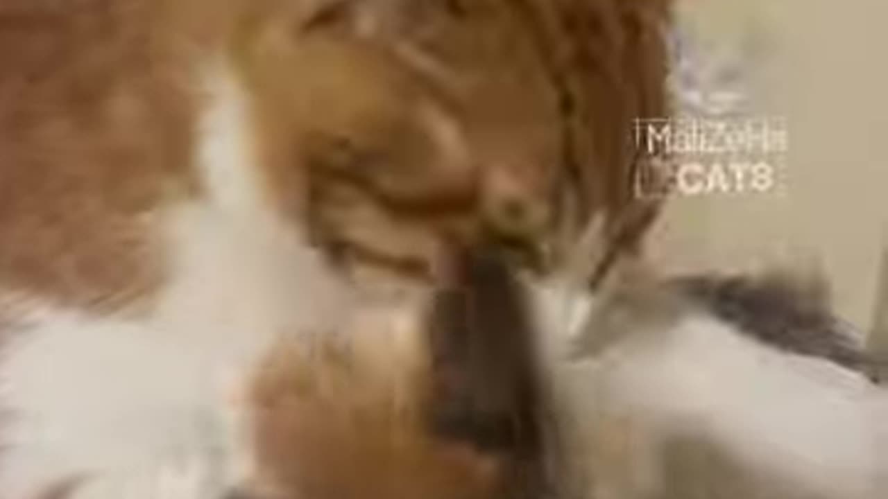 Funny Cat Grooming Battle – Kitten Refuses to Be Cleaned! 😹