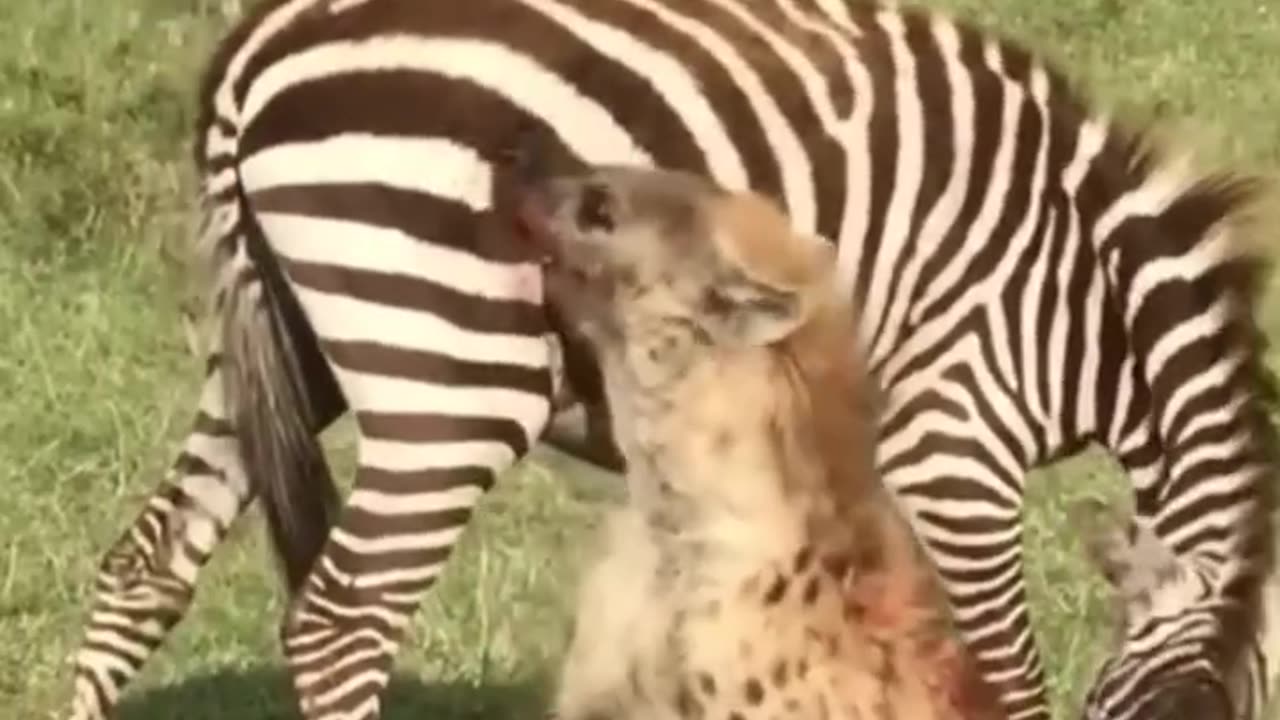 Zebra bite back