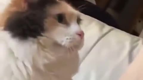 Feed me human