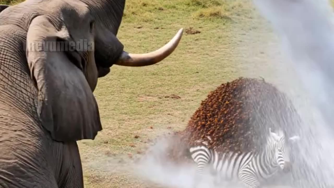 Animal world..