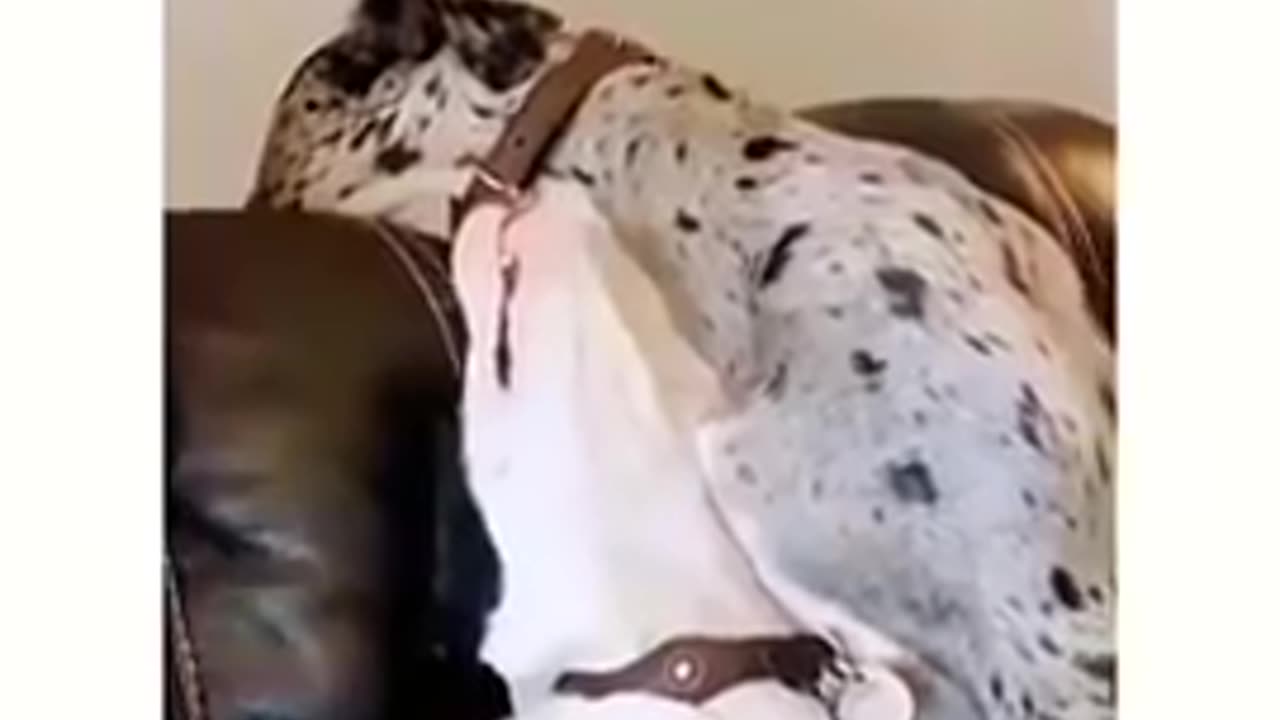 Dog’s are a bundle of joy 😎