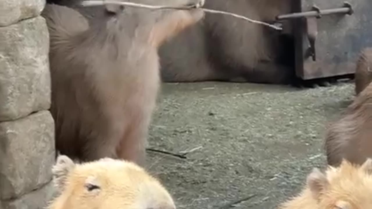 Somebody was kung fu fighting