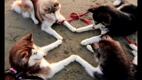 They Became Best Friends — And They’re Not Even the Same Species