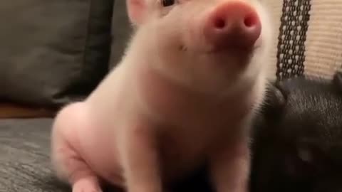 🐷 Cute littl!