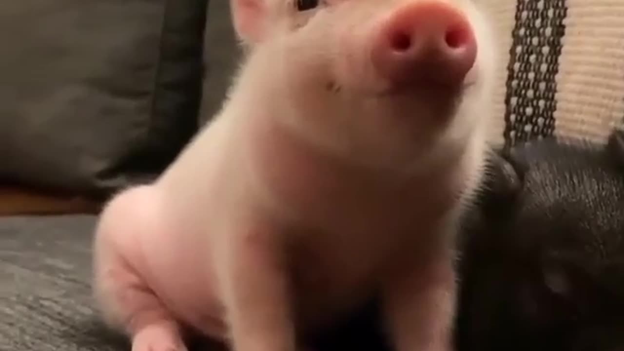 🐷 Cute littl!