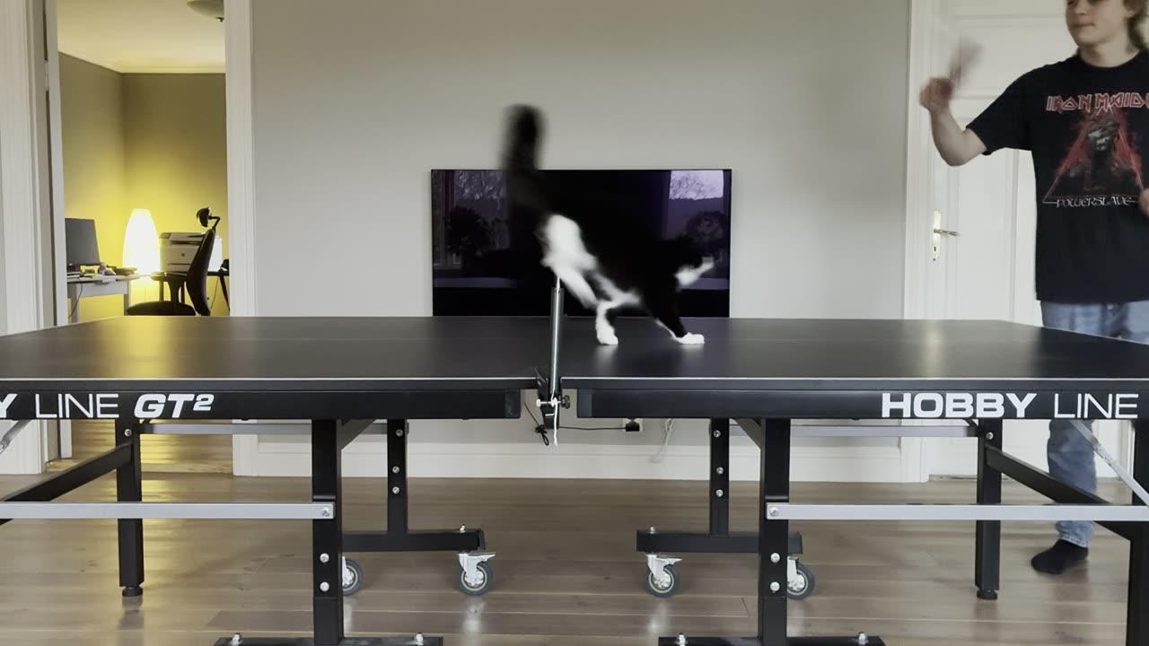 Cat Joins Game of Table Tennis