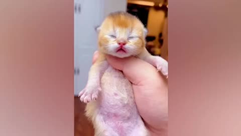 Funny Weird Animal Compilation 🤣🤣🤣💕💕
