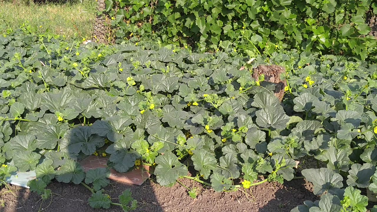 Дыня/Арбуз и подвой авторский, "Чугуний". 🍈🍉🎃 Бахча органическая.