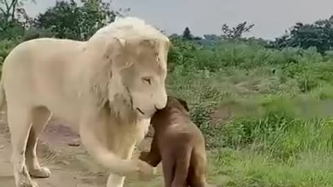 animals