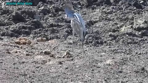 Heron Catches Dove & Drowns It