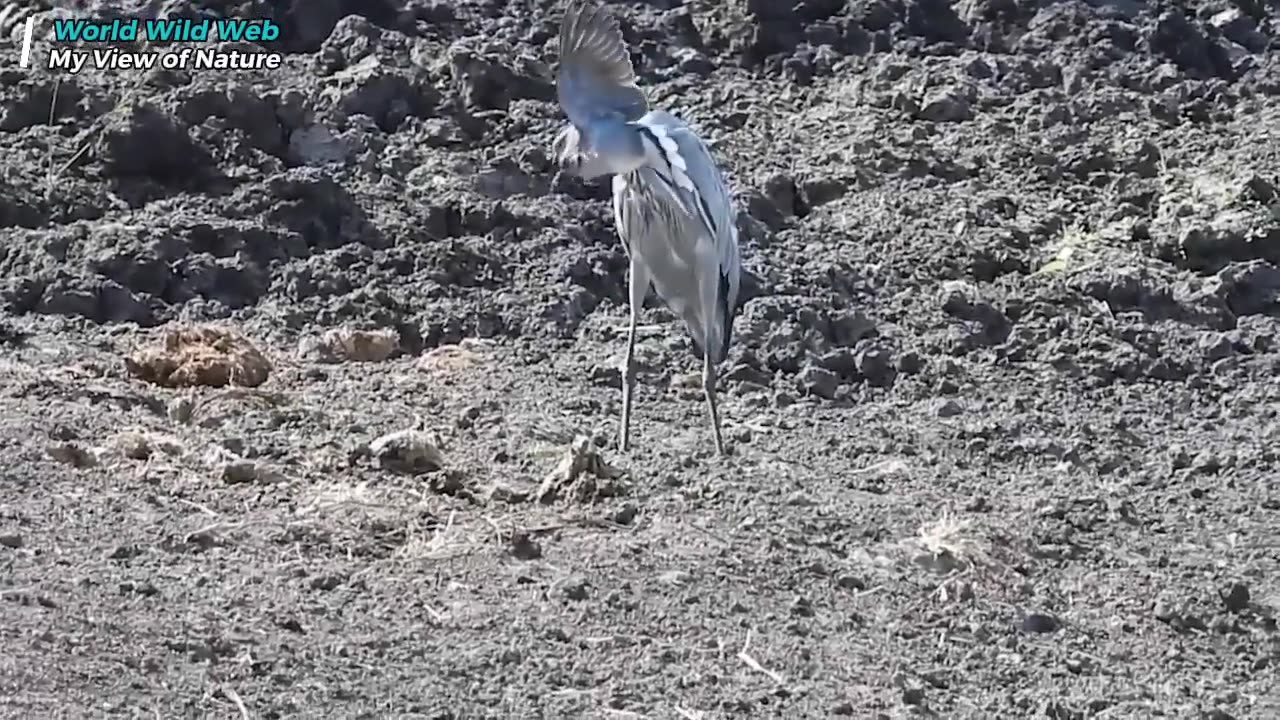 Heron Catches Dove & Drowns It