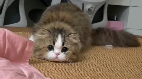 "Hilarious Cat Fails 2024! 😹🤣 WatchFails & Funny Moments! 🐱 #FunnyCatVideos"