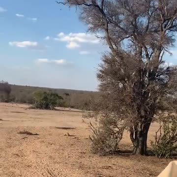 "When the Leopard Decides Monkeys Can’t Fly! 🐆💥"