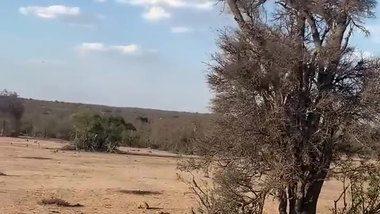 "When the Leopard Decides Monkeys Canโt Fly! ๐๐ฅ"