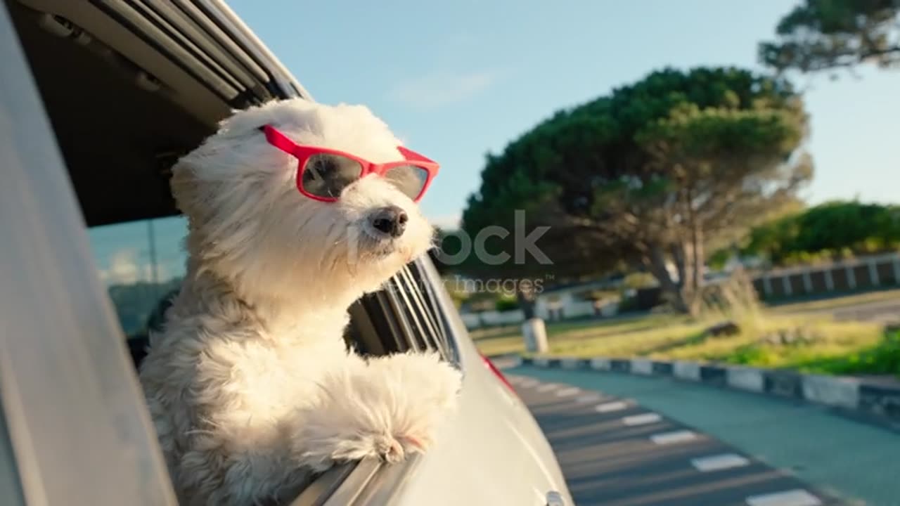 Cute dog