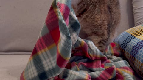 Fall in Love with the Cutest Cat — Irresistible & Heartwarming! ❤️🐾