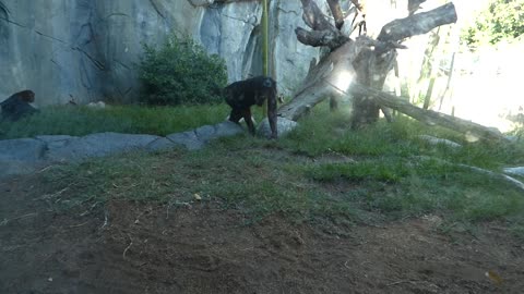 Youngster bonobo was trying to play with me