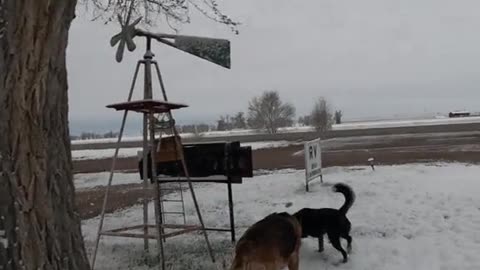 ❄️Snowy-Paws🐾Released🐕 #doglover
