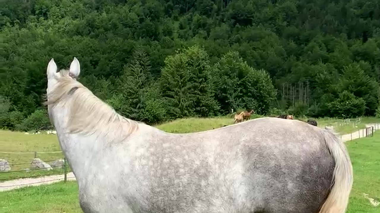 Beautiful horses ,Keen of horse racing _horse riding #1millionviews #100k #onemillionfollowers
