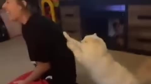funny cat