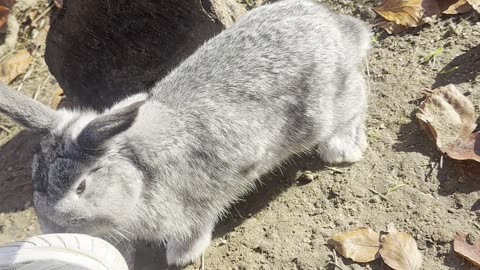 bunnies hopping toward the camera – too cute! 📷🐇