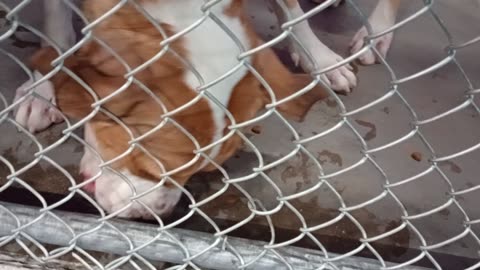Kuma 1y Pet Id 948375 kennel 24 HSSAZ shelter very good@chewin-up toys I gave harder toys2025919777