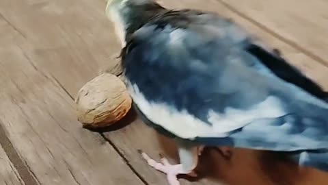 Walnuts are delicious.