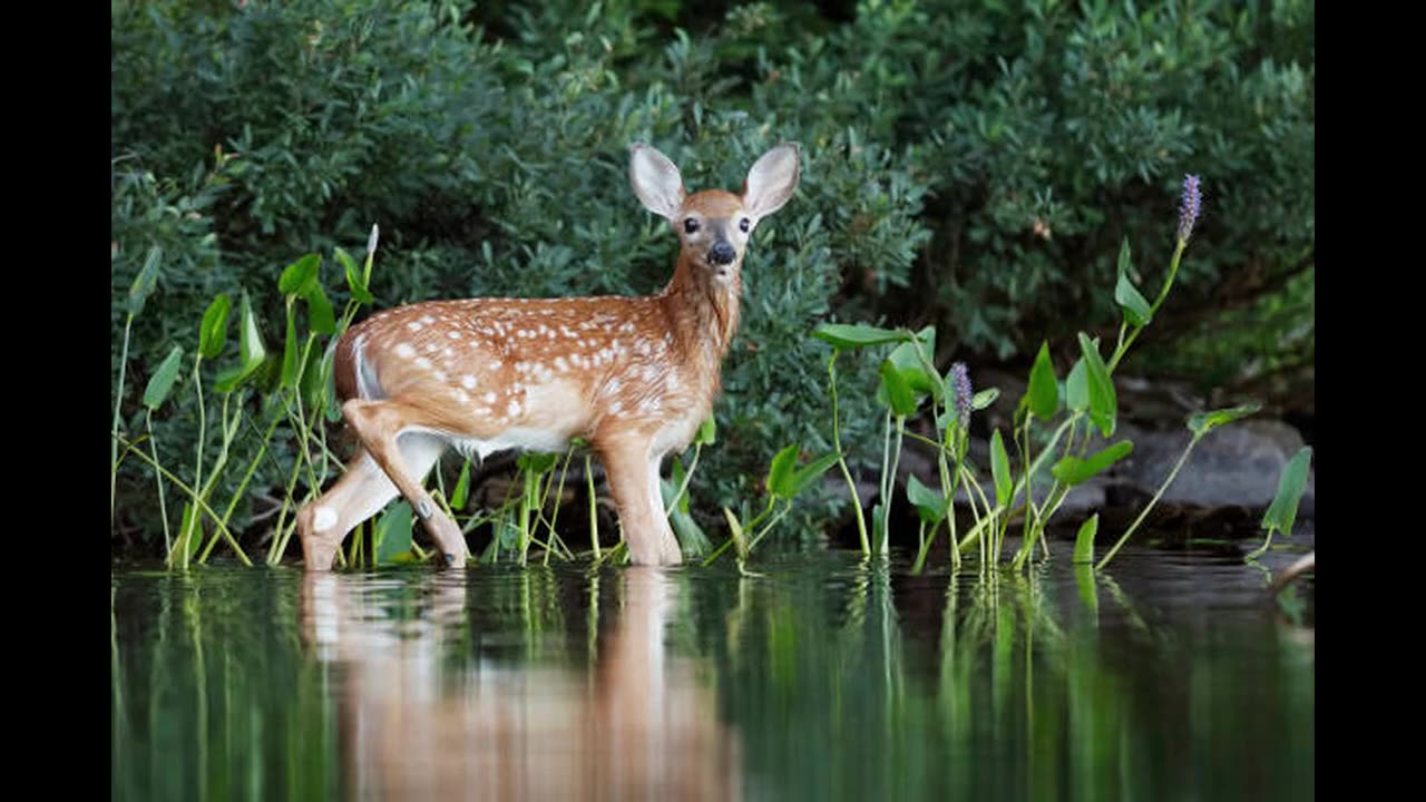 Wisdom of the Deer
