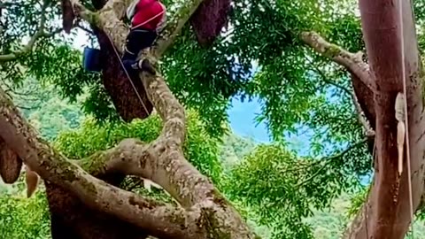 Bee keeping activities in the forest