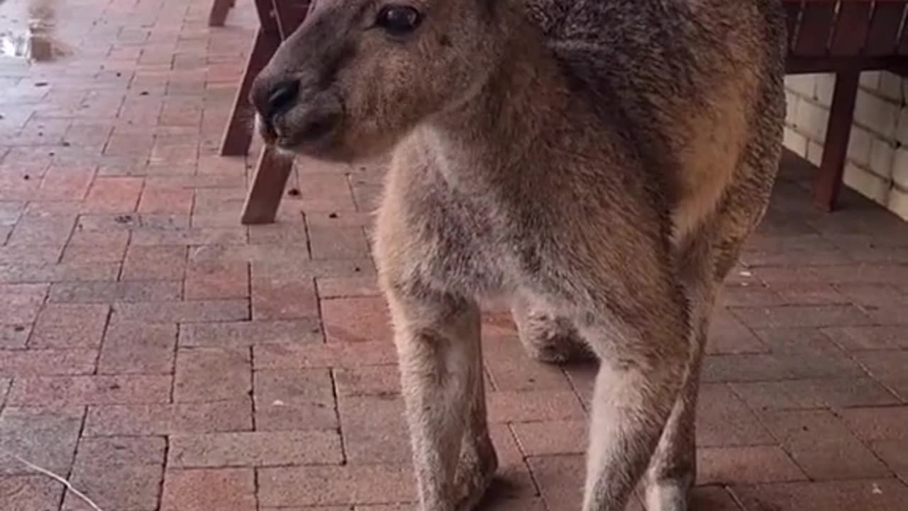 Kangaroos are beautiful creatures